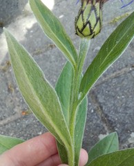 Centaurea montana