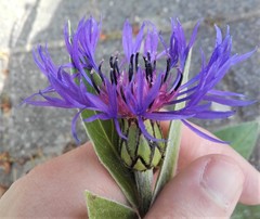 Centaurea montana