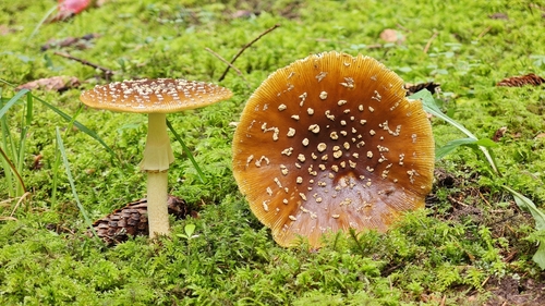 Royal fly agaric