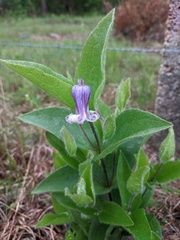 Clematis fremontii