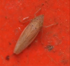Draeculacephala septemguttata