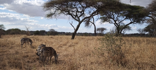 Plains Zebra