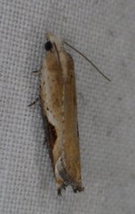 Pseudexentera costomaculana