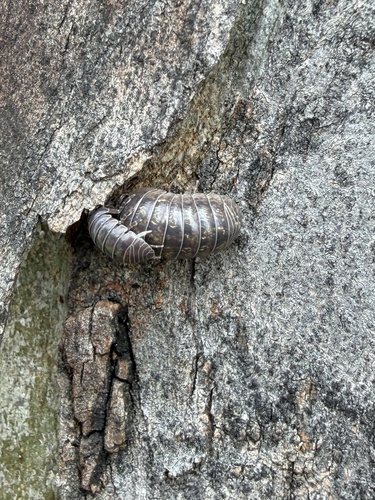 Common Pill Woodlouse