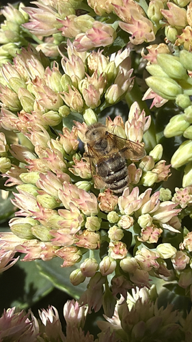 Western Honey Bee