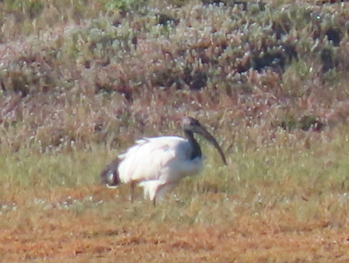 iNaturalist image