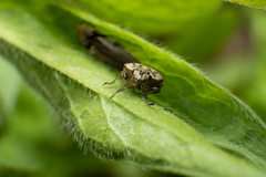 Holcogaster fibulata