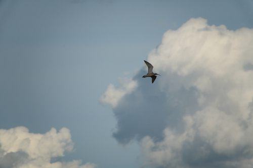 iNaturalist image