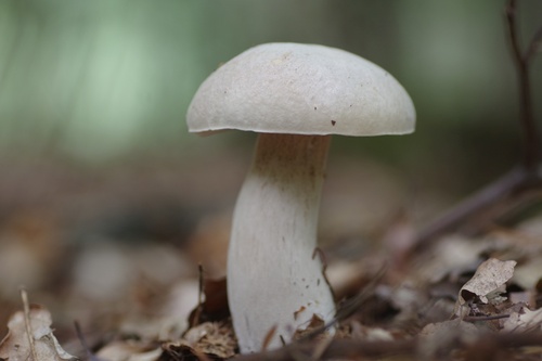 Boletus edulis albus