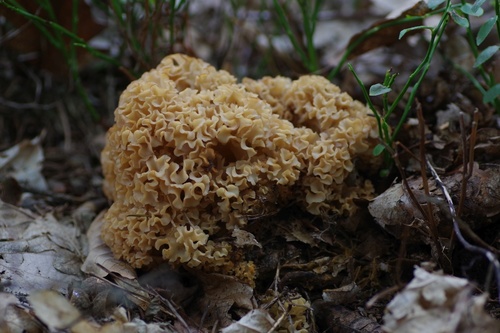Cauliflower Fungus