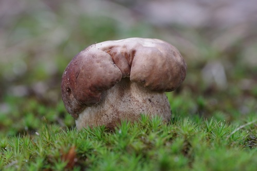 Summer Bolete