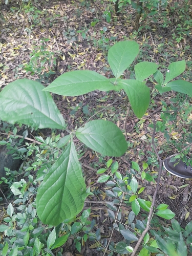 Cordia trichotoma, 2026-09-06