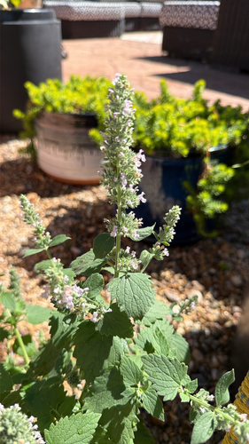 Catnip