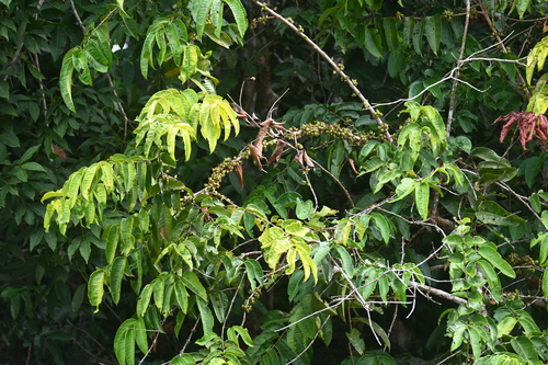 Mouriri grandiflora