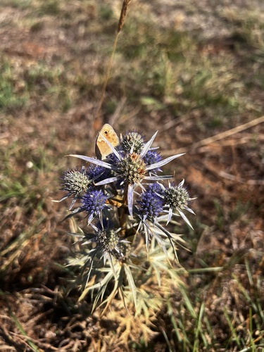 Italian Eryngo