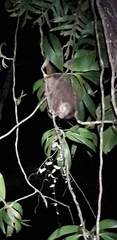 Erethizontidae