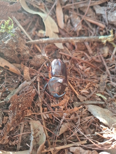 Iberian rhinoceros beetle