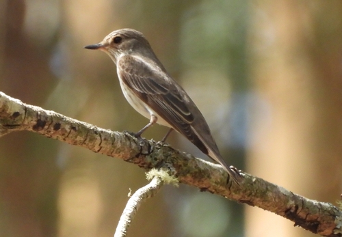 Spotted Flycatcher