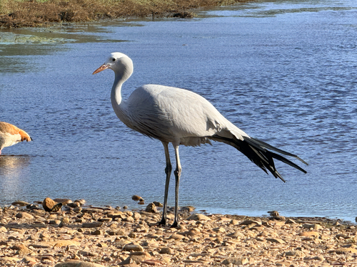 iNaturalist image