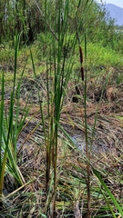 Typha angustifolia, photograph (c) Анна Митрошенкова, some rights reserved (CC BY)