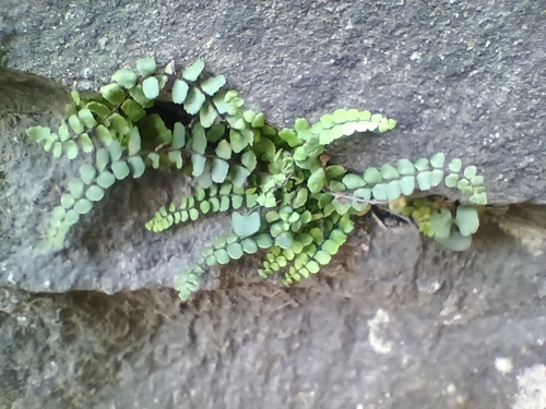 maidenhair spleenwort