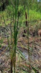 Typha angustifolia, photograph (c) Анна Митрошенкова, some rights reserved (CC BY)