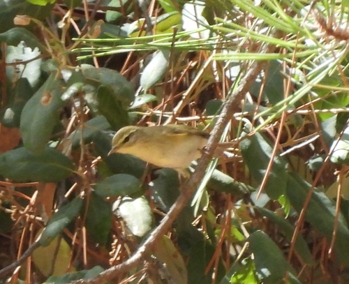 Willow Warbler