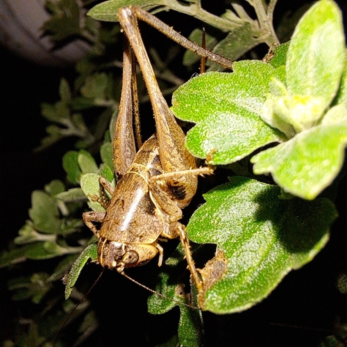 Red-headed Bush-cricket