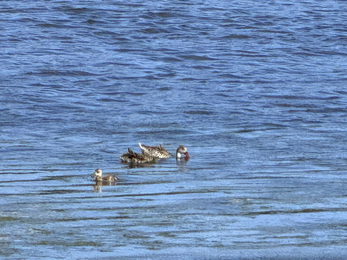 iNaturalist image