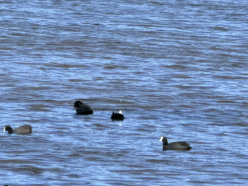 iNaturalist image