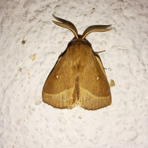 Grass Eggar