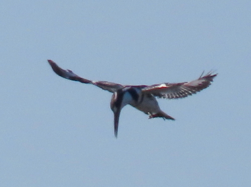 iNaturalist image