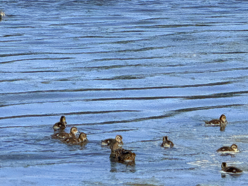 iNaturalist image