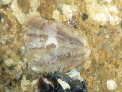 Crassostreinae
