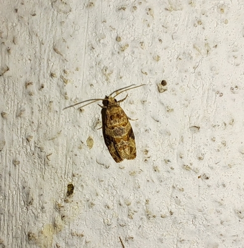 European Vine Moth
