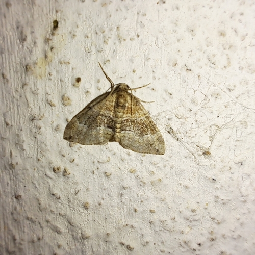 Barred Rivulet