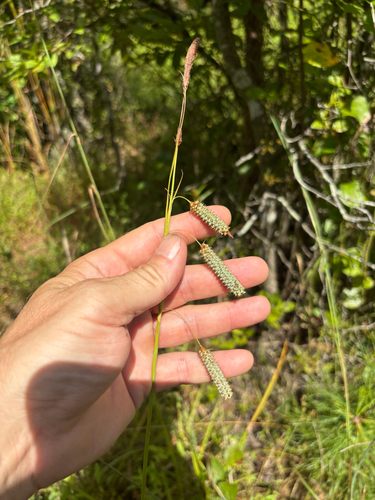 Carex glaucescens, photograph 6