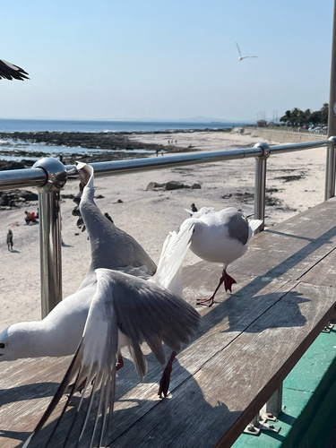 iNaturalist image
