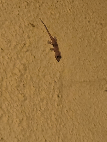 Mediterranean House Gecko