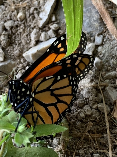 Monarch