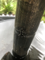 Elaphidion irroratum