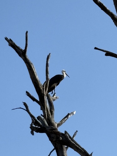 iNaturalist image