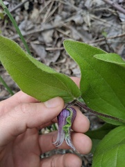Clematis fremontii