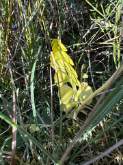 Botrychium lunaria, photograph (c) Ida B D Jacobsen, some rights reserved (CC BY)