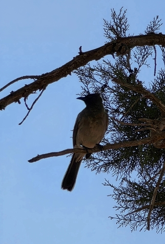 Common Bulbul