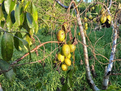 Spondias dulcis observed 2026-08-29