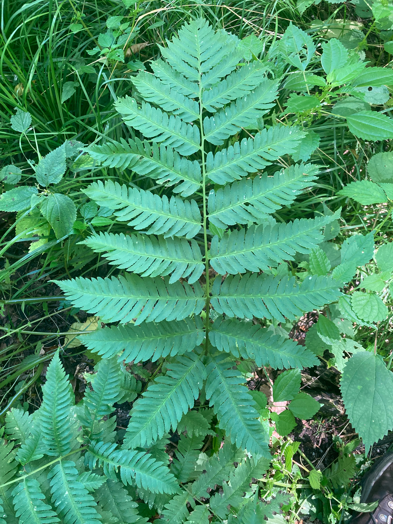 Dryopteris goldiana
