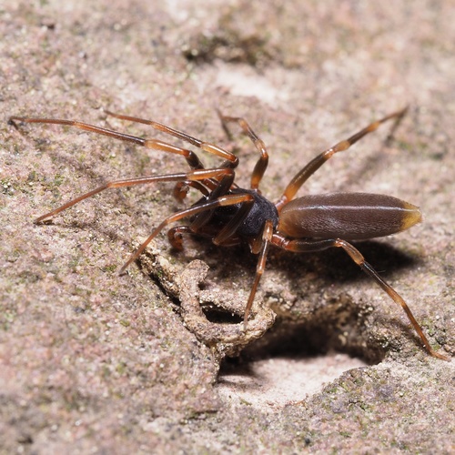 Sneak Spider