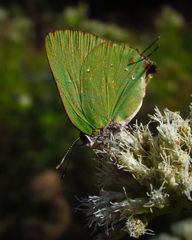 Cyanophrys herodotus