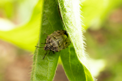 Holcogaster fibulata